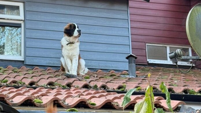 Dog stuck on the 'slippery' roof of a home brings out a crew of rescuers