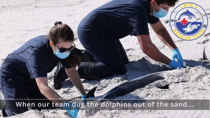 Four dolphins found dead on Mississippi's Petit Bois Island