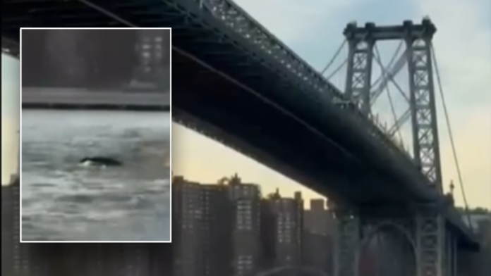 New York City residents shocked by unusual whale sighting under Brooklyn Bridge