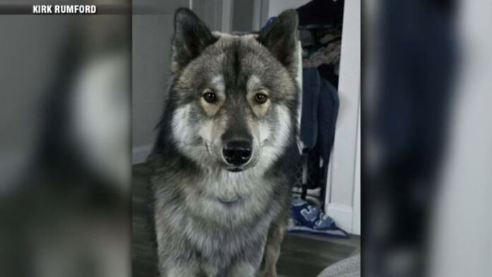 Northbridge dog owner mourning beloved pet shot by animal control officer - Boston News, Weather, Sports