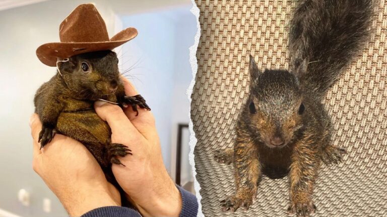 Owners of Peanut the squirrel plan to sue after he was euthanized