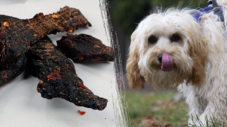 Teacher fired after allegedly feeding kids dog treats mistaken for beef jerky