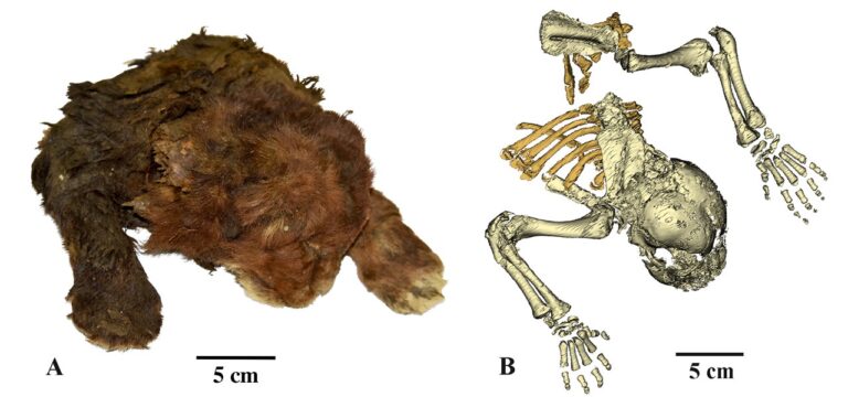 The mummy of a three-week-old saber-toothed cub stayed well-preserved over 35,000 years thanks to its frozen condition