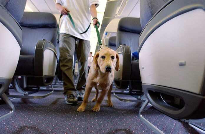 Airline passenger sparks debate after being seated near massive dog on plane: 'Couldn't move'