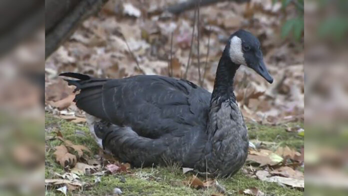 Clean-up effort underway after oil spills into the Muddy River in Boston - Boston News, Weather, Sports