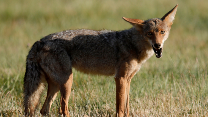 Colorado authorities hunting coyote after attack on young child