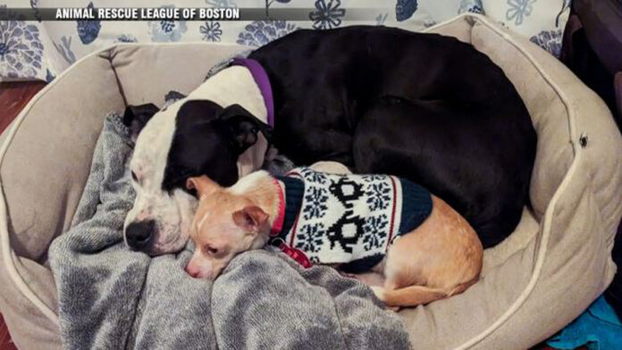 Dogs with unlikely bond looking for forever home for the holidays - Boston News, Weather, Sports