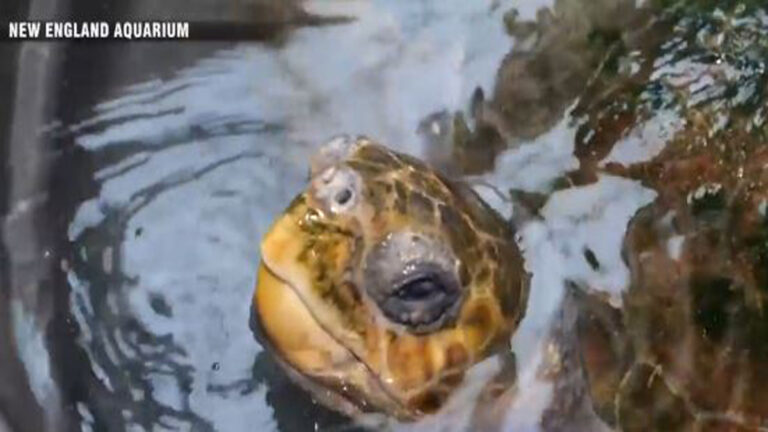 Hundreds of sea turtles recovering from hypothermia at New England Aquarium facility - Boston News, Weather, Sports