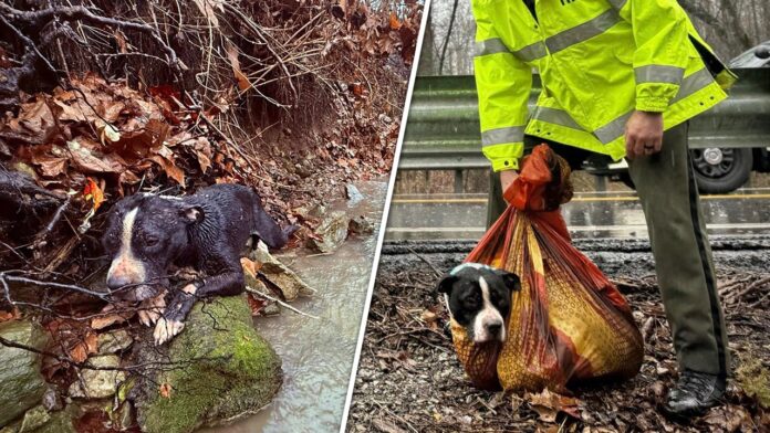 Tennessee agencies team up to rescue injured dog from ravine: video